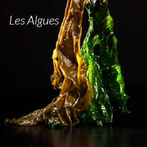 photo homepage algues
